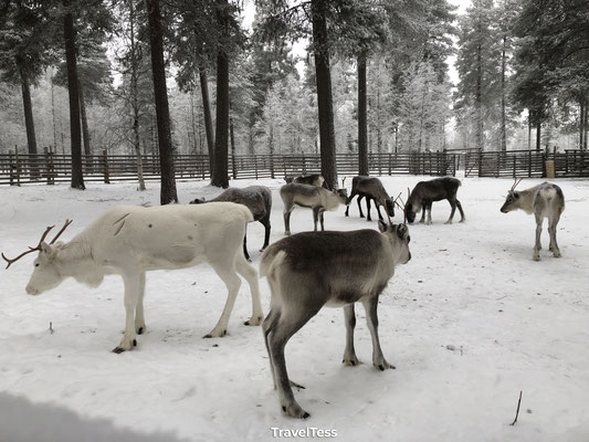 Rendieren Fins Lapland