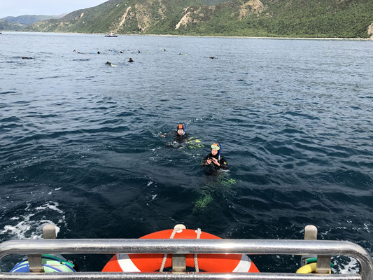 Dolphin Encouter Kaikoura