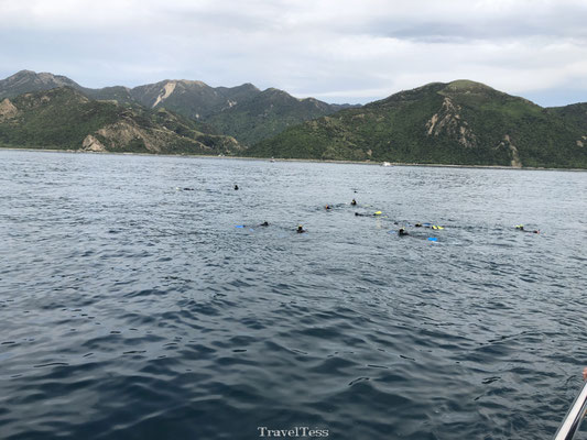Dolfijnen spotten zee van Kaikoura