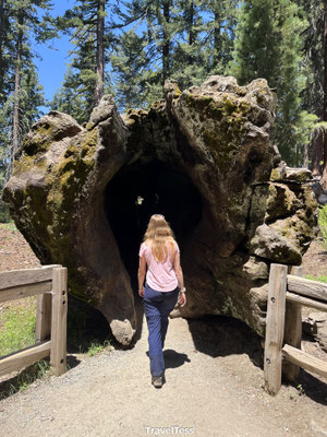 Lopen door sequoiaboom