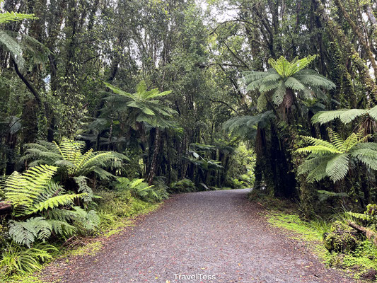 Wandelpad naar uitzichtpunten Fox Glacier
