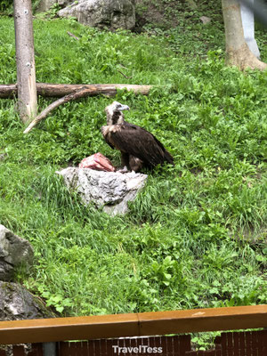 Gier Alpine Zoo