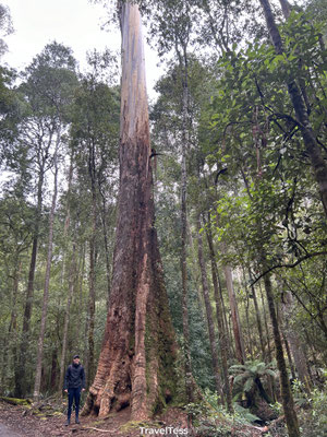 Lang trees eucalyptusbomen
