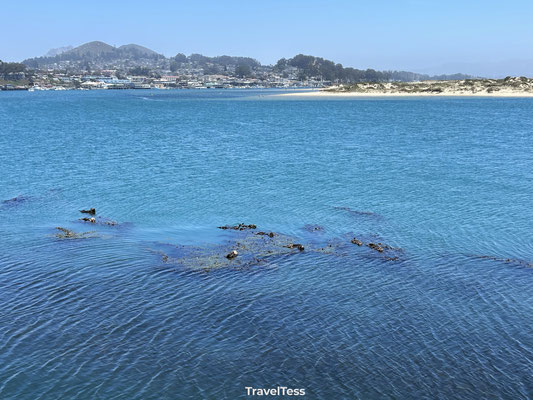 Zee otters bij Morro Rock