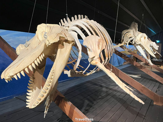 Whale Museum Husavik