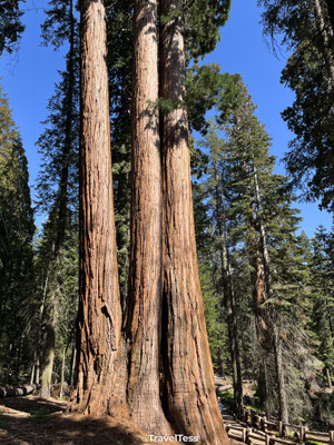 Sequoia National Park