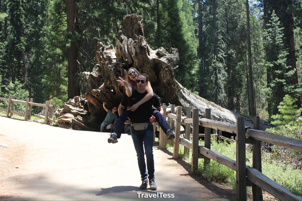 Omgevallen sequoia