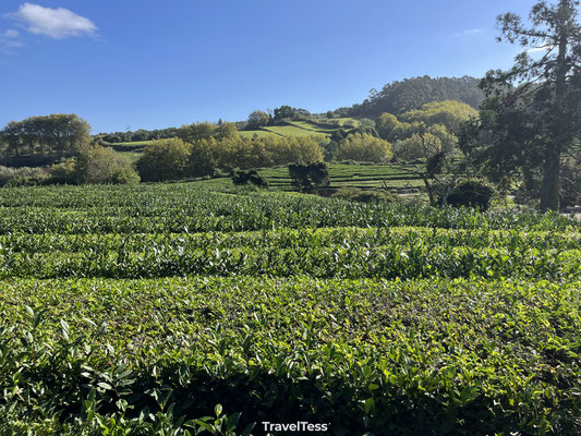 Gorreana Tea Plantation