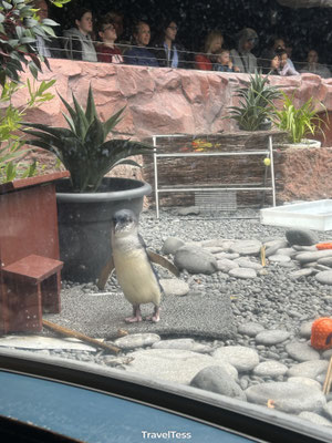 Pinguïns in International Antarctic Centre