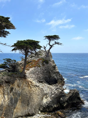 Lone Cypress