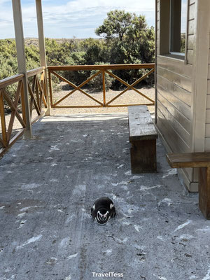 Pinguïns bij Punta Tombo