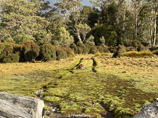 Wallaby op campground