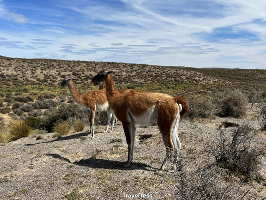 Guanaco's in Puerto Madryn