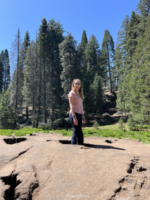 The Big Stump