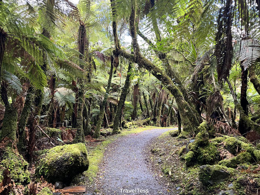 Wandelpad naar uitzichtpunten Fox Glacier