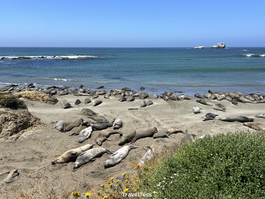 Elephant Seal Vista Point