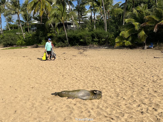 Aangespoelde zeehond op Ha’ena Beach Park