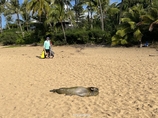 Aangespoelde zeehond op Ha'ena Beach Park