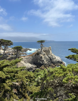 Lone Cypress