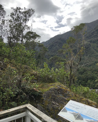 Franz Josef Glacier bossen