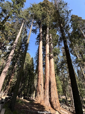 Hoge sequoiaboom in Kings Canyon