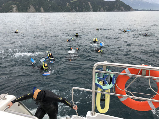 Zwemmen met dolfijnen in Kaikoura