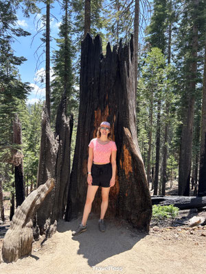 Afgebrande sequoiaboom
