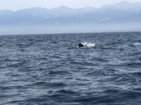 Walvissen staart Kaikoura