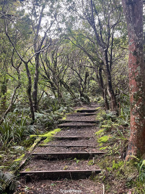 Goblin Forest