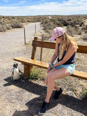 Pinguïn bij Punta Tombo