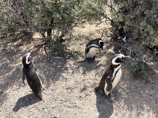 Pinguïn bij Punta Tombo