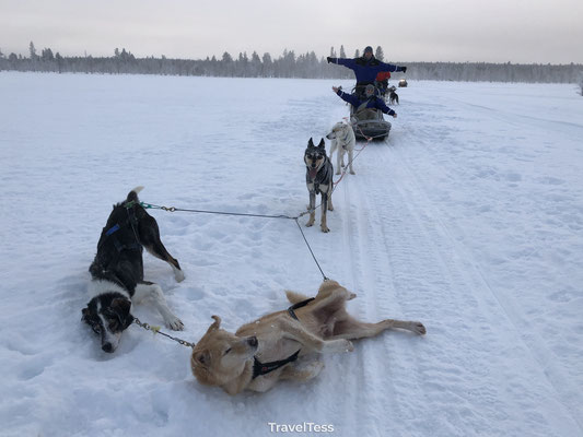 Husky sleetocht Lapland