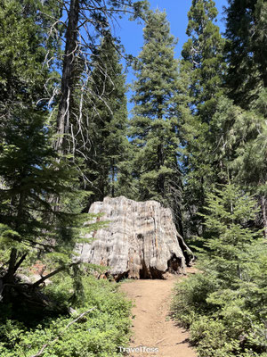 The Big Stump
