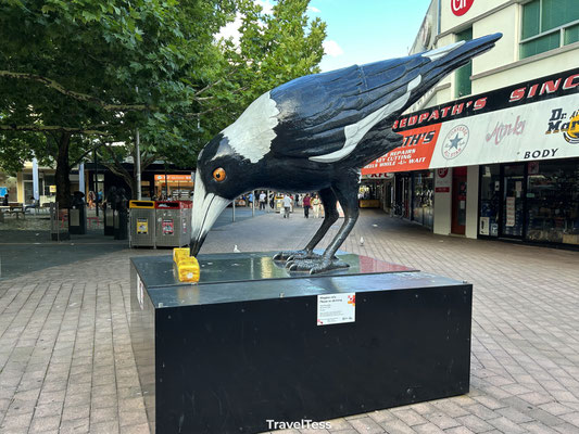 Magpie beeld