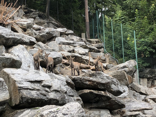 Hertjes Alpine Zoo