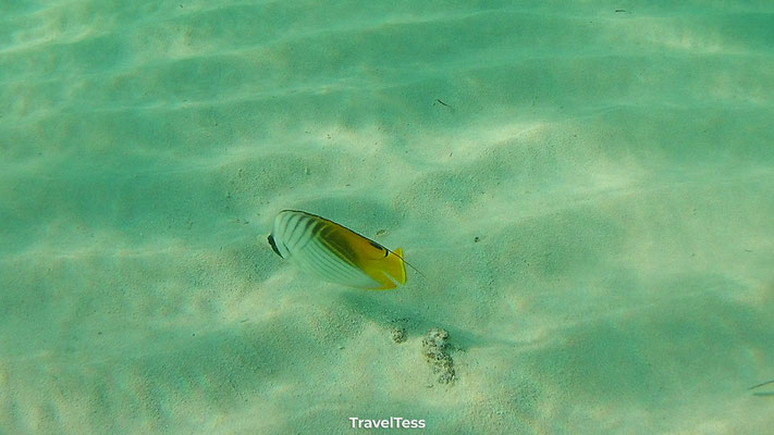 Snorkelen op de Malediven