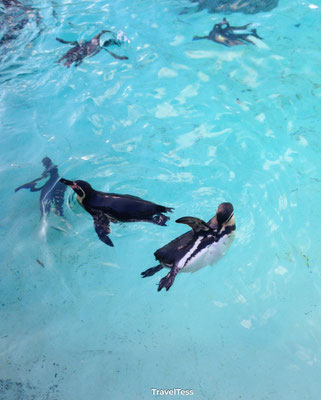 Pinguïns London Zoo