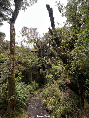 Goblin Forest