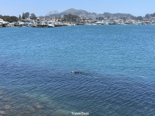 Zee otter bij Morro Rock