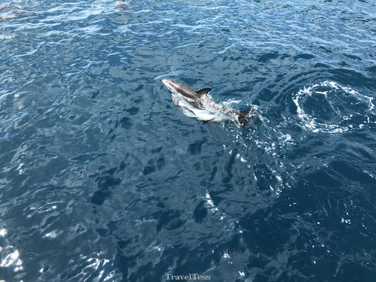 Dolphin Encouter tour Kaikoura