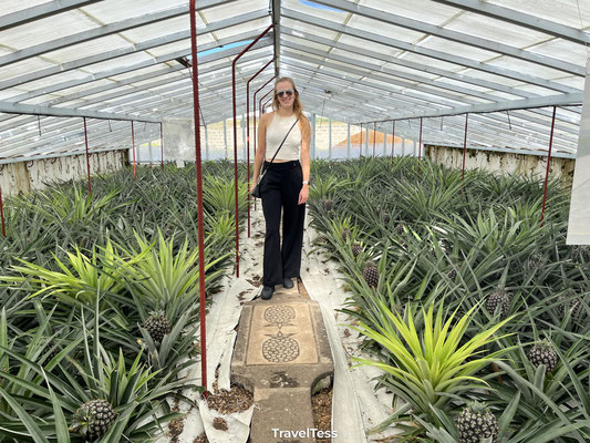 Ananasplantage