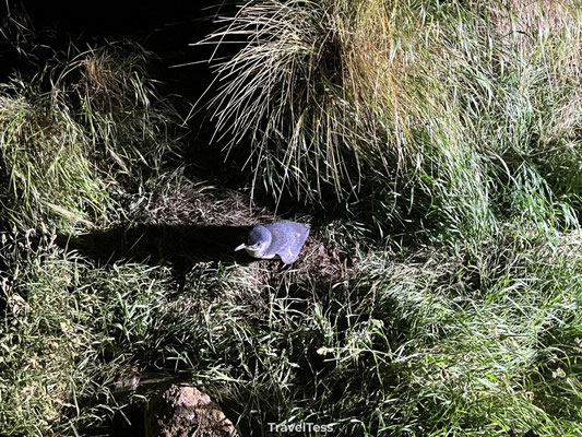 Little blue penguin