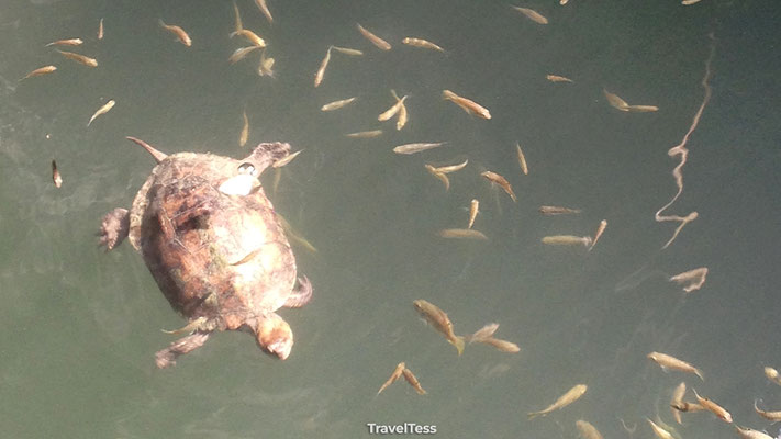 Kleine schildpad