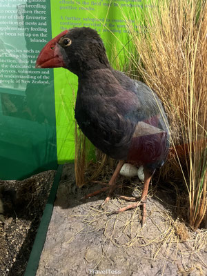 Takahē