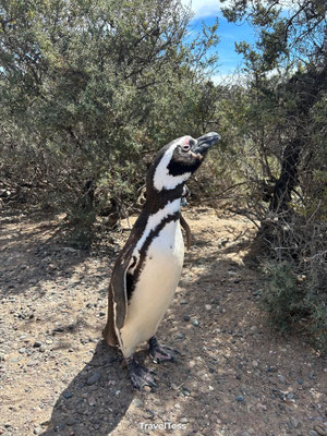 Pinguïns in Puerto Madryn