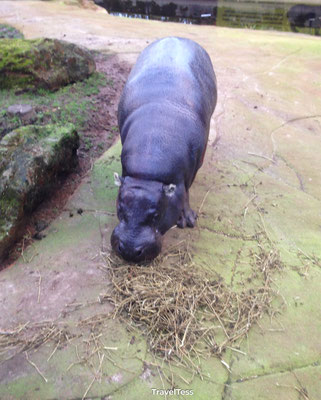 Nijlpaard in London Zoo