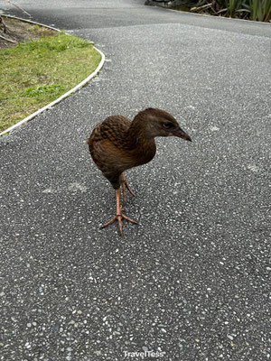 Inheemse vogel bij Pancake Rocks