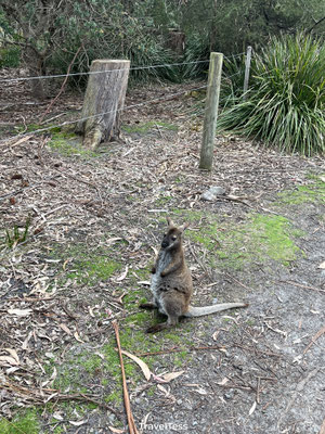 Wallaby op de camping