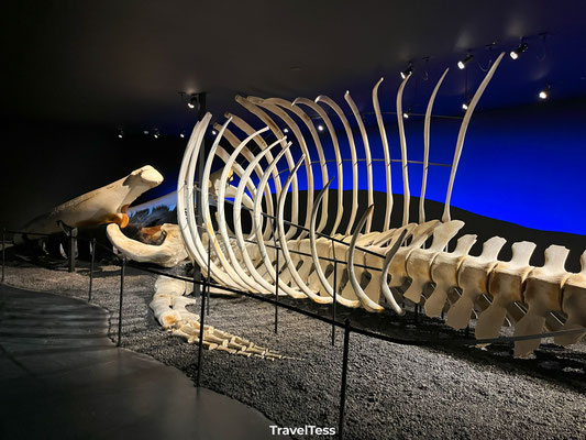Whale Museum Húsavík