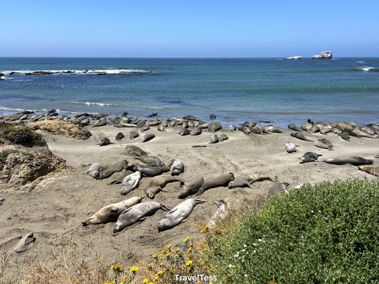 Elephant Seal Vista Point